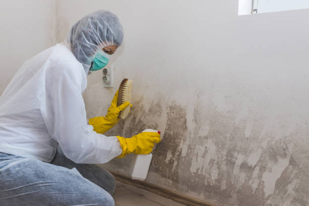 Best DIY Mold Remediation Support Services in Elroy, WI
