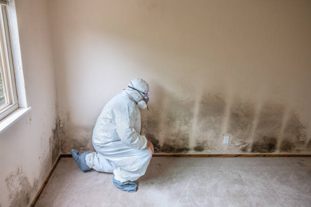 Best Mold Testing and Inspection Services in Elroy, WI